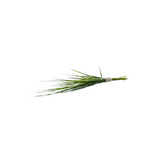 Bermuda grass / दूर्वा घास / ଦୁବ ଘାସ