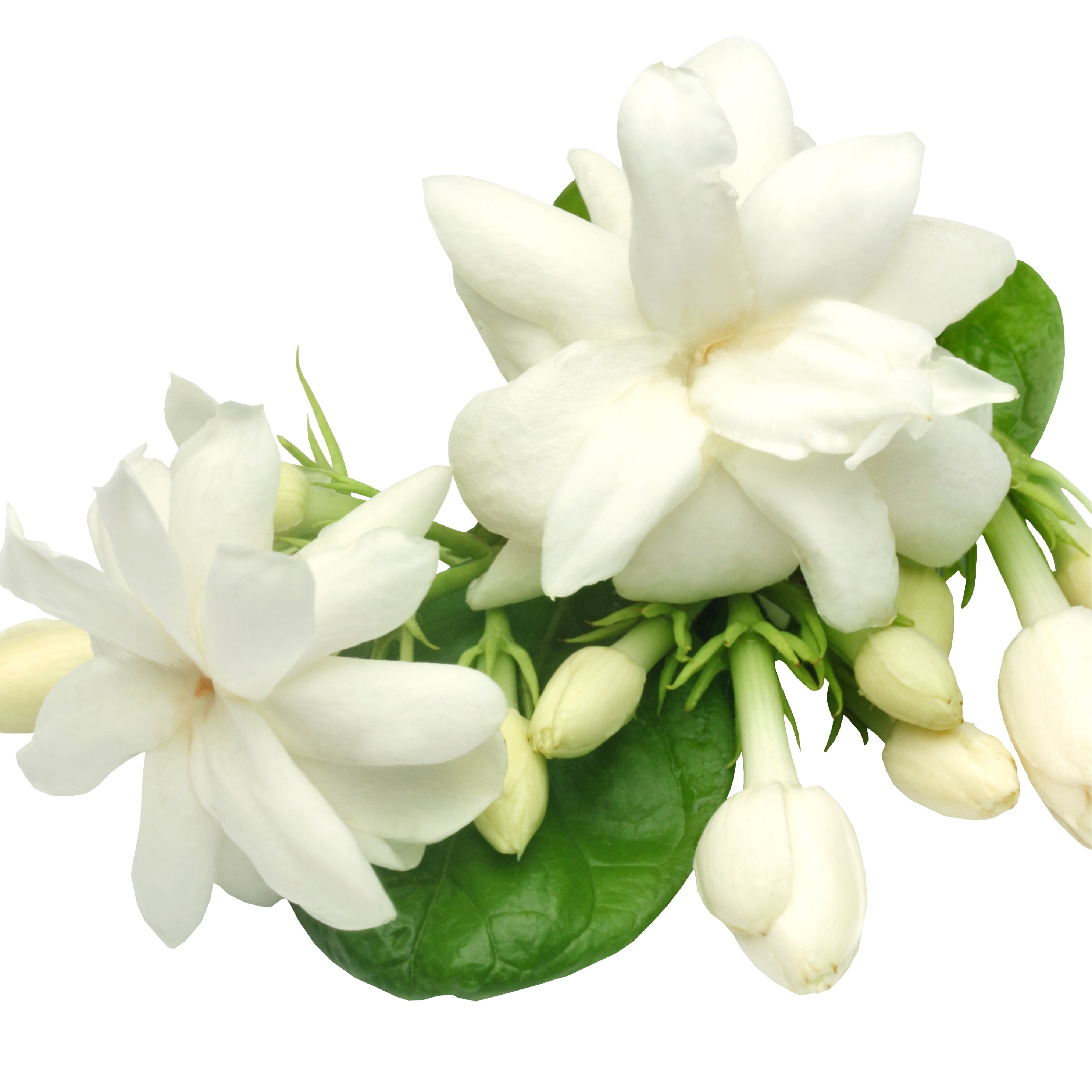 Jasmine flowers / ମଲ୍ଲି ଫୁଲ