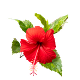 Red Hibiscus (Mandara)