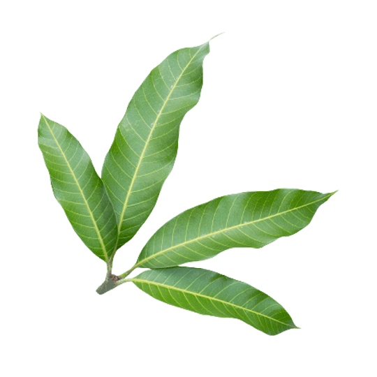 Mango leaves / आम के पत्ते / ଆମ୍ବପତ୍ର
